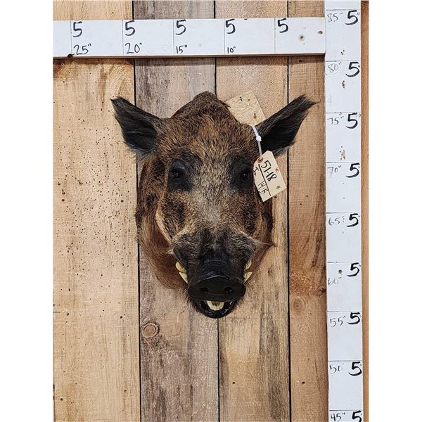 Wild Boar Hog Shoulder Mount Taxidermy