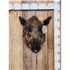 Image 1 : Wild Boar Hog Shoulder Mount Taxidermy