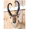 Image 3 : Pronghorn Antelope Shoulder Mount Taxidermy