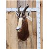 Image 1 : African Blesbok Shoulder Mount Taxidermy