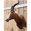 Image 2 : African Blesbok Shoulder Mount Taxidermy