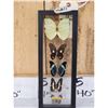 Image 4 : Frame Of 5 Beautiful Butterflies Taxidermy