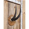 Image 3 : African Roan Antelope Horns On Plaque