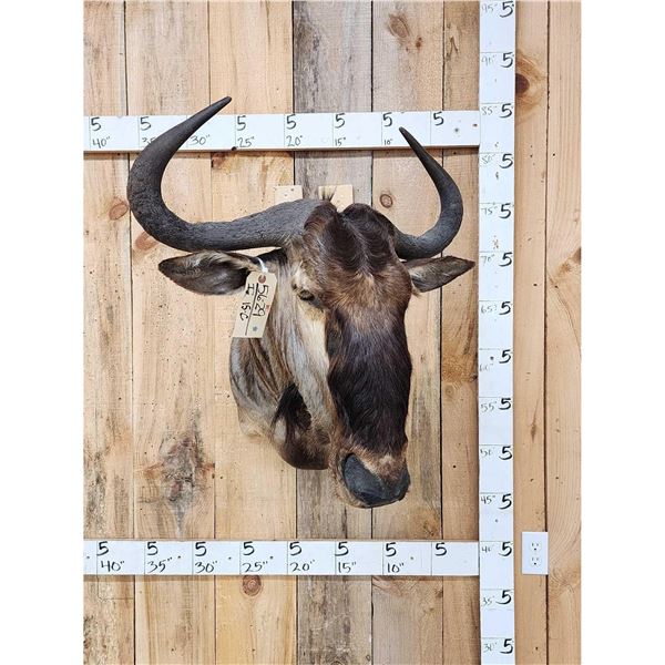 African Blue Wildebeest Shoulder Mount Taxidermy