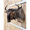 Image 2 : African Blue Wildebeest Shoulder Mount Taxidermy