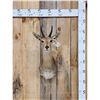 Image 1 : African Reedbuck Shoulder Mount Taxidermy