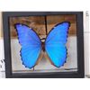 Image 2 : Beautiful Morpho Didius Butterfly In Frame Taxidermy