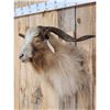 Image 2 : Feral Goat Shoulder Mount Taxidermy