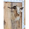 Image 3 : Feral Goat Shoulder Mount Taxidermy