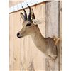 Image 2 : African Reedbuck Shoulder Mount Taxidermy