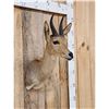 Image 3 : African Reedbuck Shoulder Mount Taxidermy