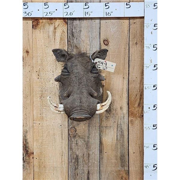 African Warthog Shoulder Mount Taxidermy
