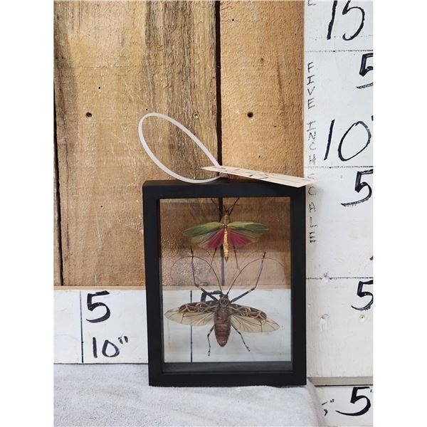 2 Insects In Frame Taxidermy