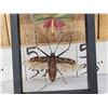 Image 3 : 2 Insects In Frame Taxidermy