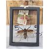 Image 4 : 2 Insects In Frame Taxidermy