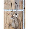 Image 1 : African Waterbuck Shoulder Mount Taxidermy
