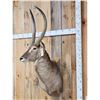 Image 2 : African Waterbuck Shoulder Mount Taxidermy