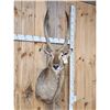 Image 3 : African Waterbuck Shoulder Mount Taxidermy