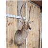 Image 4 : African Waterbuck Shoulder Mount Taxidermy