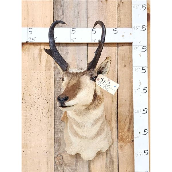 Pronghorn Antelope Shoulder Mount Taxidermy