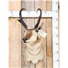 Image 1 : Pronghorn Antelope Shoulder Mount Taxidermy