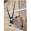 Image 2 : African Gemsbok Shoulder Mount Taxidermy