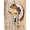 Image 3 : Naughty Squirrel Taxidermy Mount