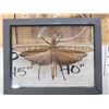 Image 2 : Giant Peruvian Grasshopper In Frame Taxidermy
