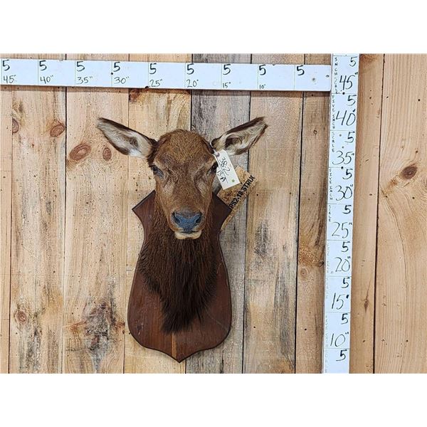 Cow Elk Shoulder Mount Taxidermy