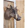 Image 3 : African Warthog Shoulder Mount Taxidermy