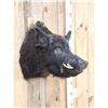 Image 2 : Wild Russian Boar Hog Shoulder Mount Taxidermy
