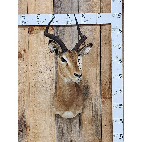 African Impala Shoulder Mount Taxidermy