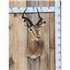 Image 1 : African Impala Shoulder Mount Taxidermy