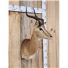 Image 2 : African Impala Shoulder Mount Taxidermy