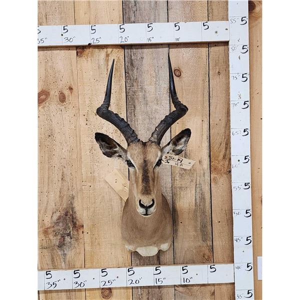 African Impala Shoulder Mount Taxidermy