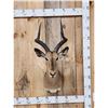 Image 1 : African Impala Shoulder Mount Taxidermy