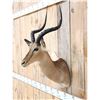 Image 2 : African Impala Shoulder Mount Taxidermy