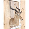 Image 3 : African Impala Shoulder Mount Taxidermy