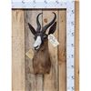 Image 1 : African Chocolate Springbok Shoulder Mount Taxidermy