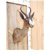 Image 3 : African Chocolate Springbok Shoulder Mount Taxidermy