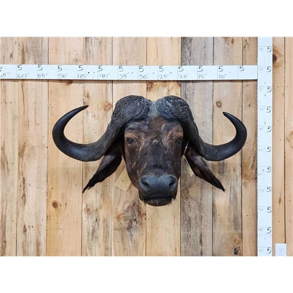 Trophy Class African Cape Buffalo Shoulder Mount Taxidermy
