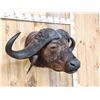 Image 3 : Trophy Class African Cape Buffalo Shoulder Mount Taxidermy