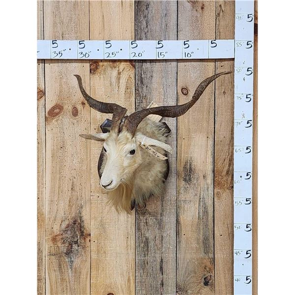 Angora Goat Shoulder Mount Taxidermy