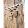 Image 3 : Angora Goat Shoulder Mount Taxidermy