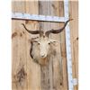 Image 4 : Angora Goat Shoulder Mount Taxidermy