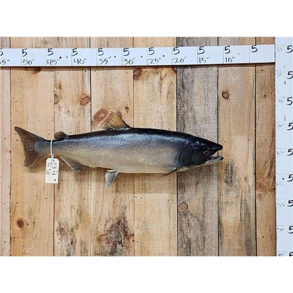 41" King Salmon Real Skin Fish Taxidermy