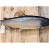 Image 3 : 41" King Salmon Real Skin Fish Taxidermy