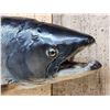 Image 5 : 41" King Salmon Real Skin Fish Taxidermy