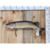 Image 1 : 33" Northern Pike Real Skin Fish Taxidermy