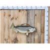 Image 1 : 28" Striped Bass Real Skin Fish Taxidermy